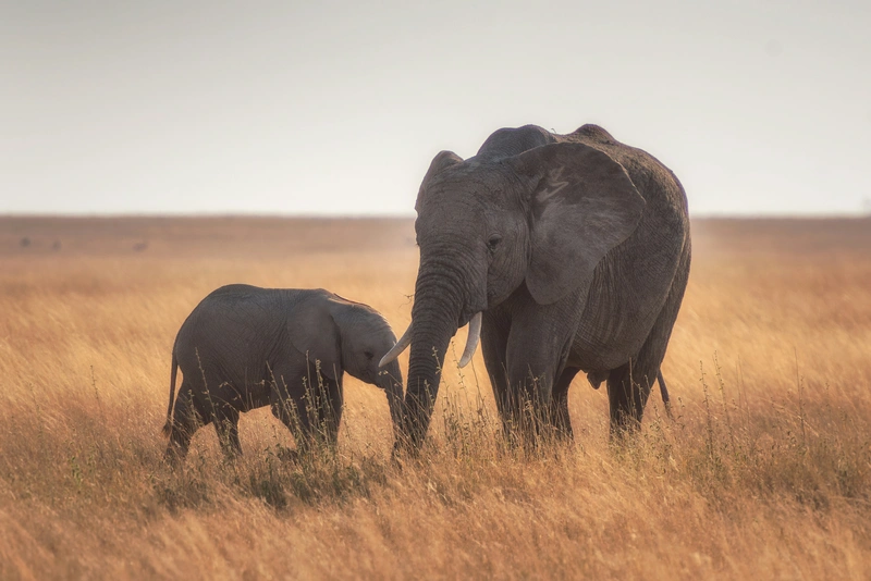 Adult elephant and calf walking together through tall golden grass.